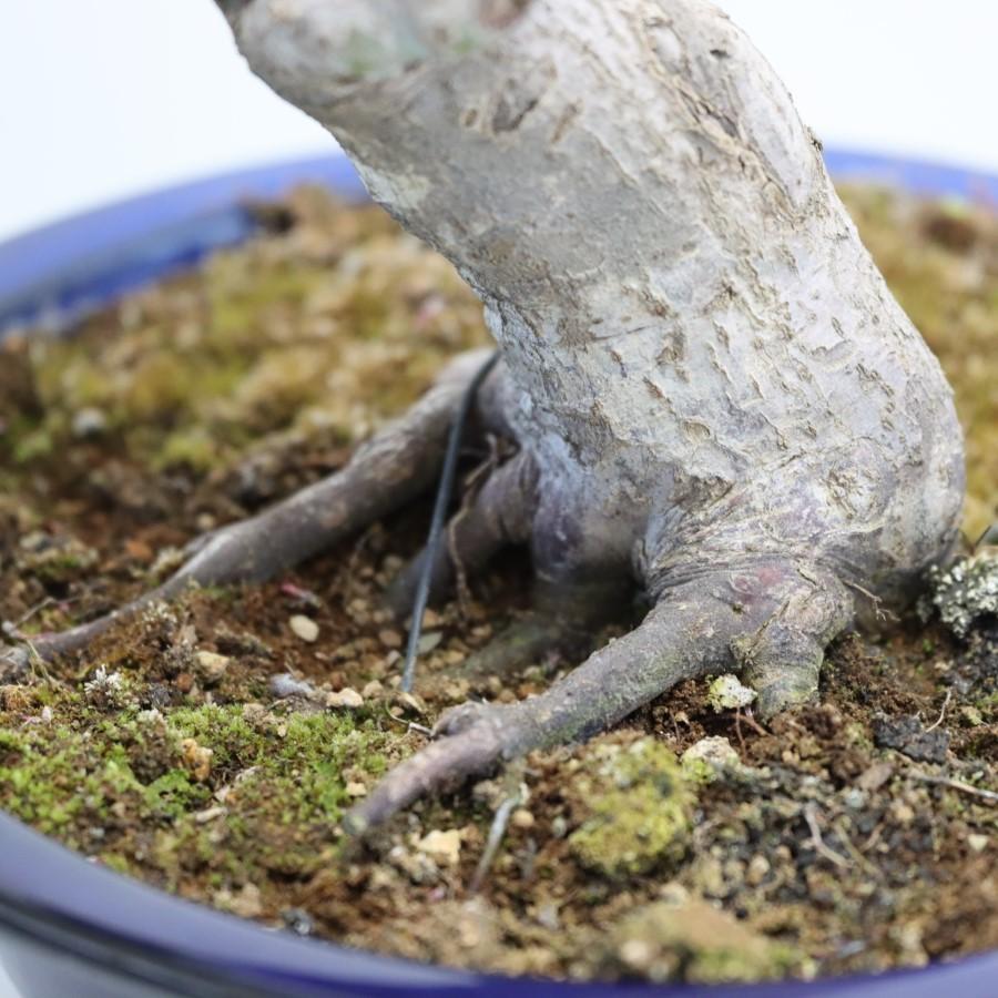 極上 山モミジ 中品盆栽 現品 送料無料 極上 山モミジ 中品盆栽 現品 ×