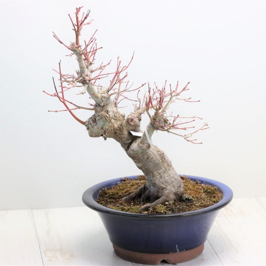 極上 山モミジ 中品盆栽 現品 送料無料 極上 山モミジ 中品盆栽 現品 ×