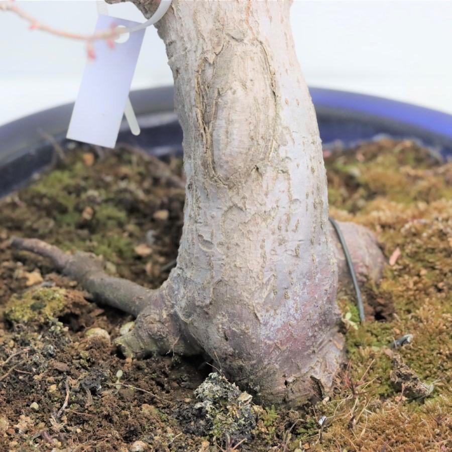 極上 山モミジ 中品盆栽 現品 送料無料 極上 山モミジ 中品盆栽 現品 ×