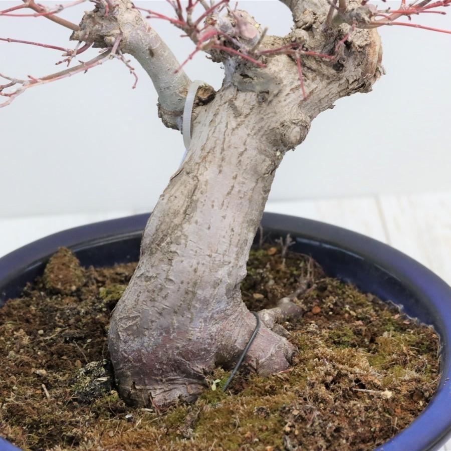 極上 山モミジ 中品盆栽 現品 送料無料 極上 山モミジ 中品盆栽 現品 ×