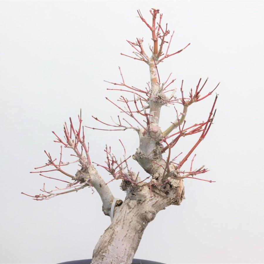 極上 山モミジ 中品盆栽 現品 送料無料 極上 山モミジ 中品盆栽 現品 ×