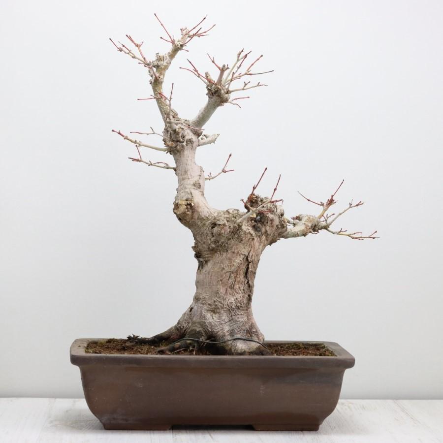 極上 山モミジ 中品盆栽 現品 送料無料 極上 山モミジ 中品盆栽 現品 ×