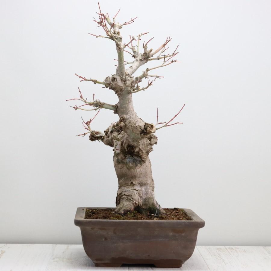 極上 山モミジ 中品盆栽 現品 送料無料 極上 山モミジ 中品盆栽 現品 ×