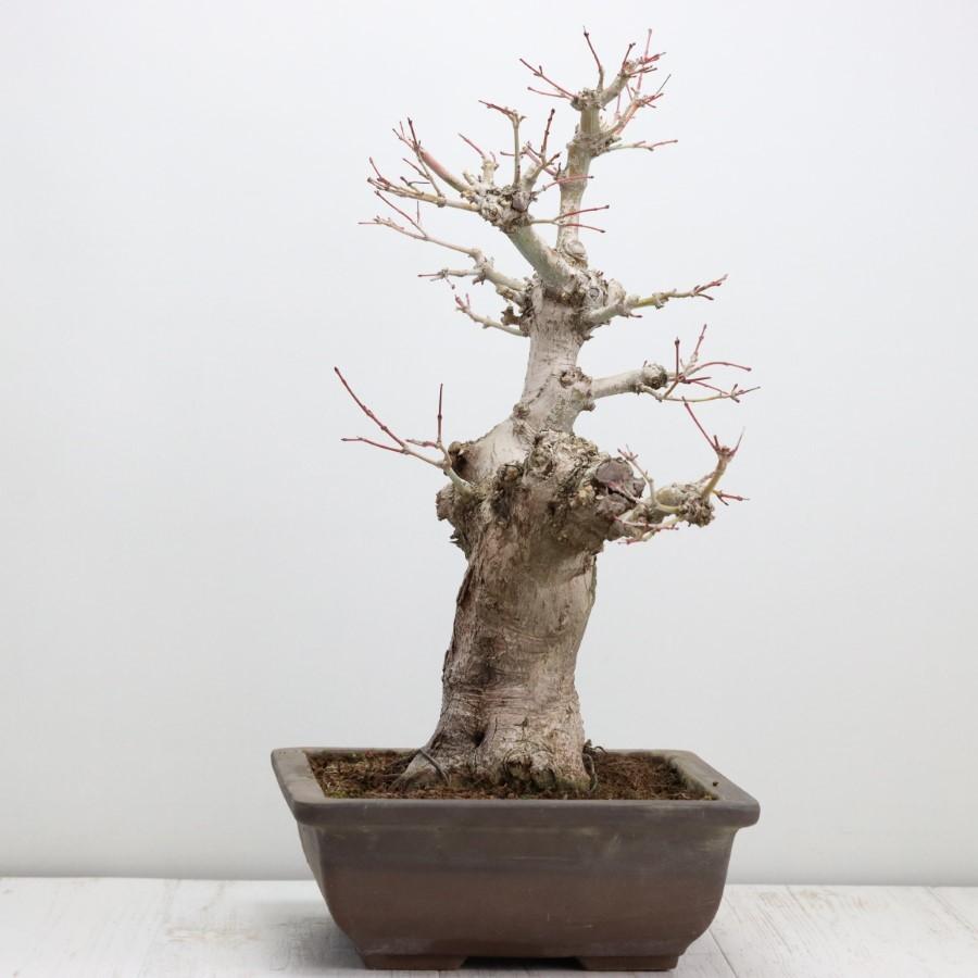 極上 山モミジ 中品盆栽 現品 送料無料 極上 山モミジ 中品盆栽 現品 ×