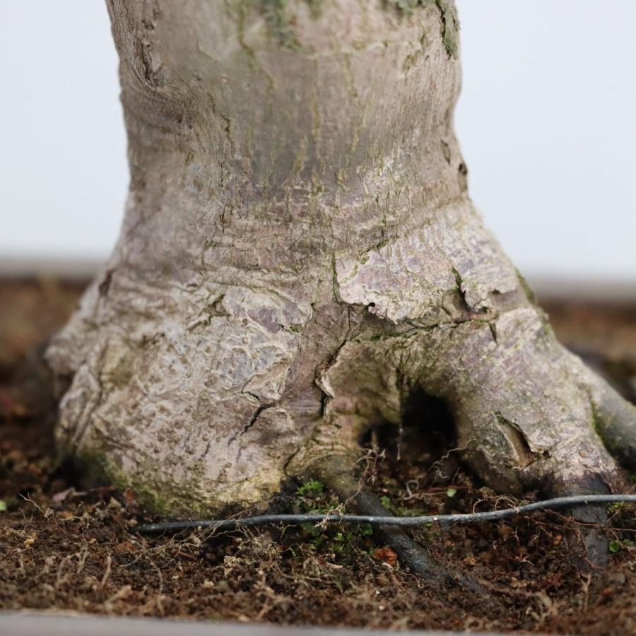 極上 山モミジ 中品盆栽 現品 送料無料 極上 山モミジ 中品盆栽 現品 ×