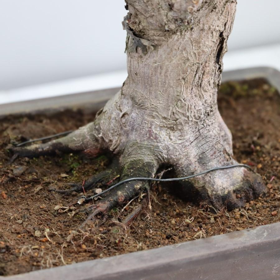 極上 山モミジ 中品盆栽 現品 送料無料 極上 山モミジ 中品盆栽 現品 ×