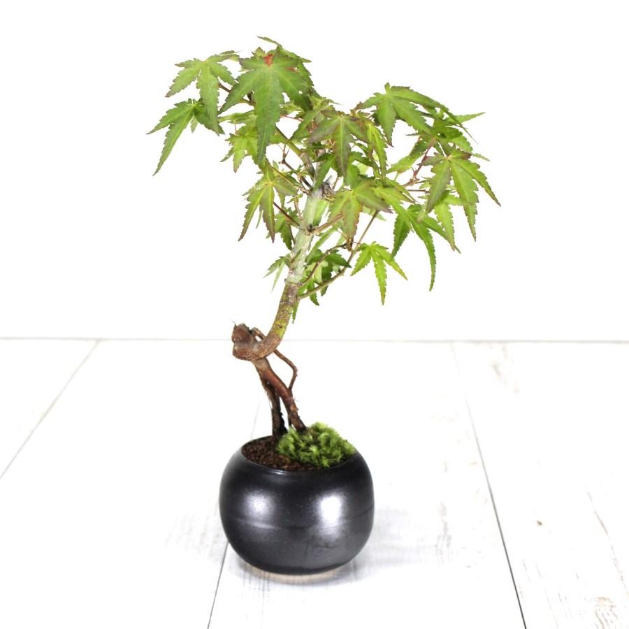イロハモミジ　人気の根上がり盆栽　もみじ　bonsai　送料無料｜wabi-sabi｜03