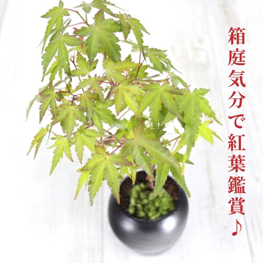 イロハモミジ　人気の根上がり盆栽　もみじ　bonsai　送料無料｜wabi-sabi｜09