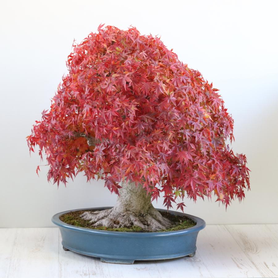 極上 山もみじ 大品盆栽 現品 送料無料 : 盆栽ショップ わびさび