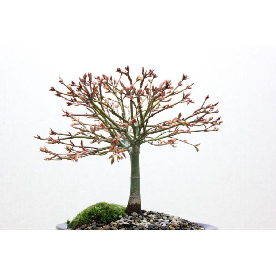 清姫もみじ モミジ 盆栽 bonsai 送料無料 : 盆栽ショップ 清姫もみじ モミジ 盆栽 bonsai 送料無料 : 盆栽ショップ