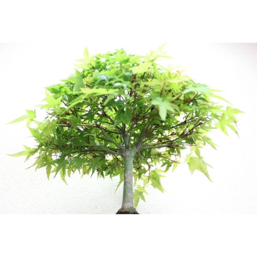 三河盆栽　清姫モミジ　盆栽 盆栽 清姫もみじ | もすりぃ