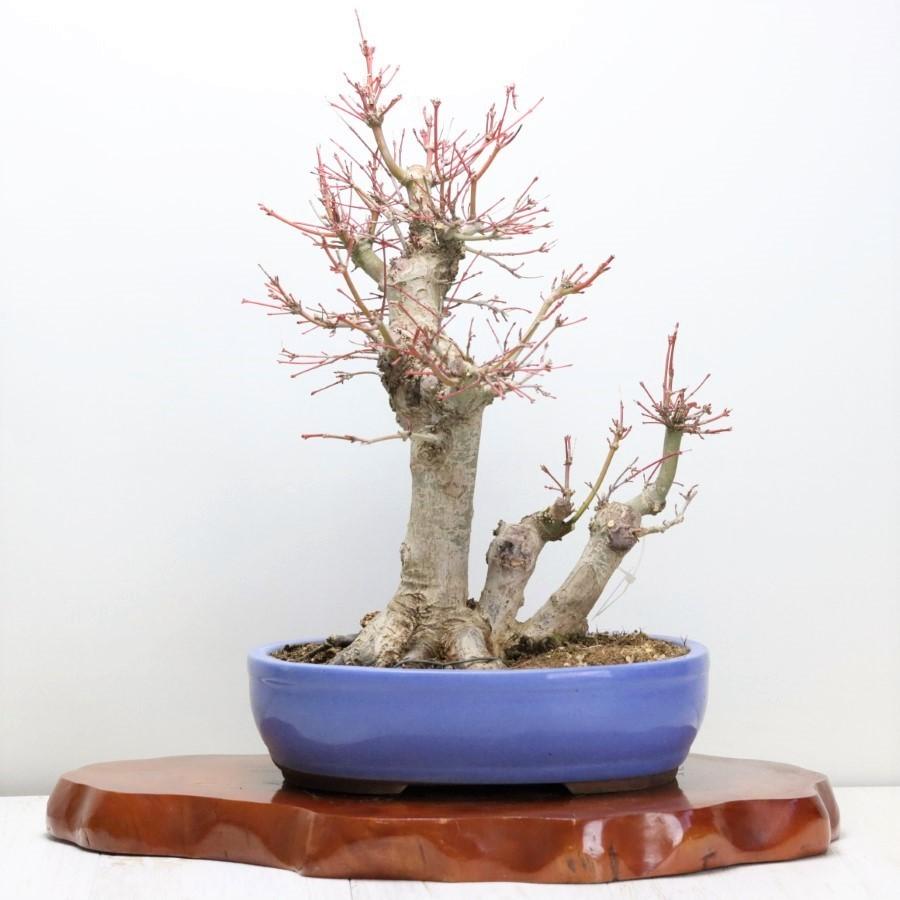 中古品 極上 山モミジ 中品盆栽 現品 送料無料 【2115018694】(13400円)