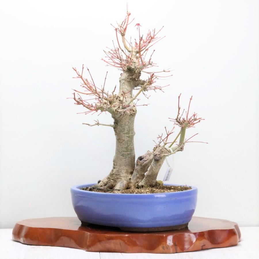 中古品 極上 山モミジ 中品盆栽 現品 送料無料 【2115018694】(13400円)
