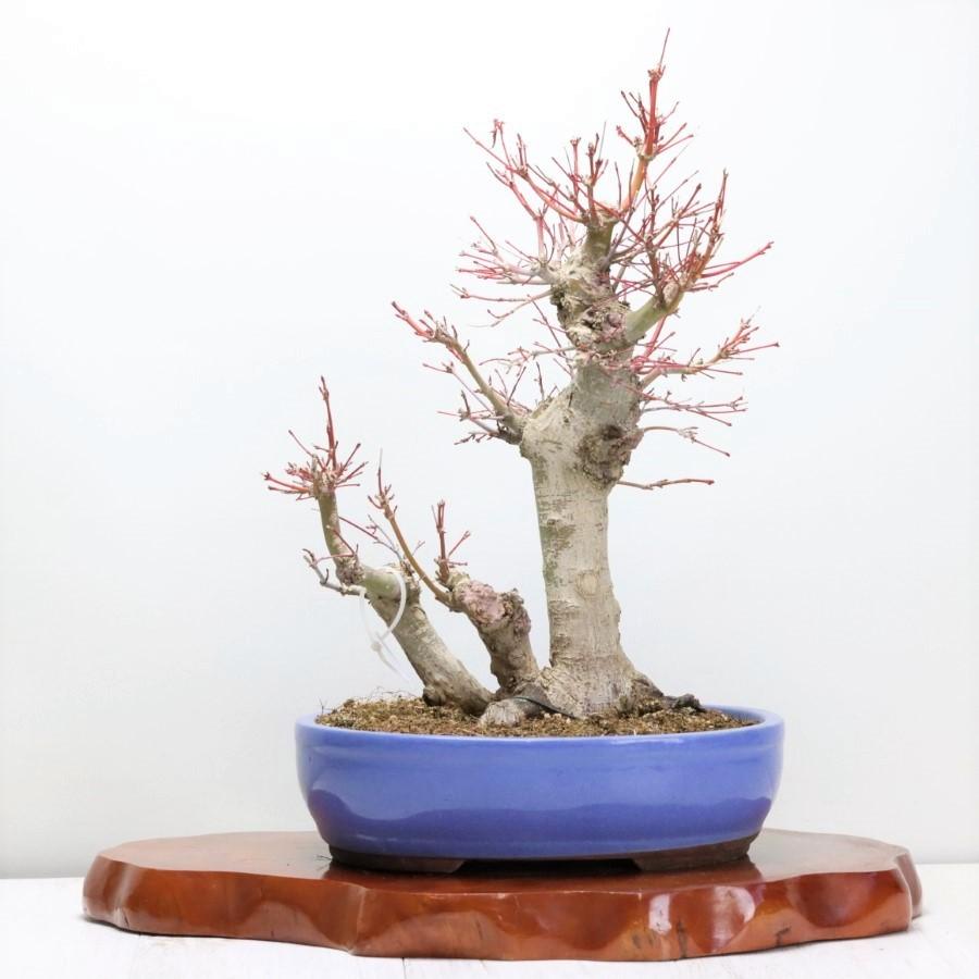 中古品 極上 山モミジ 中品盆栽 現品 送料無料 【2115018694】(13400円)