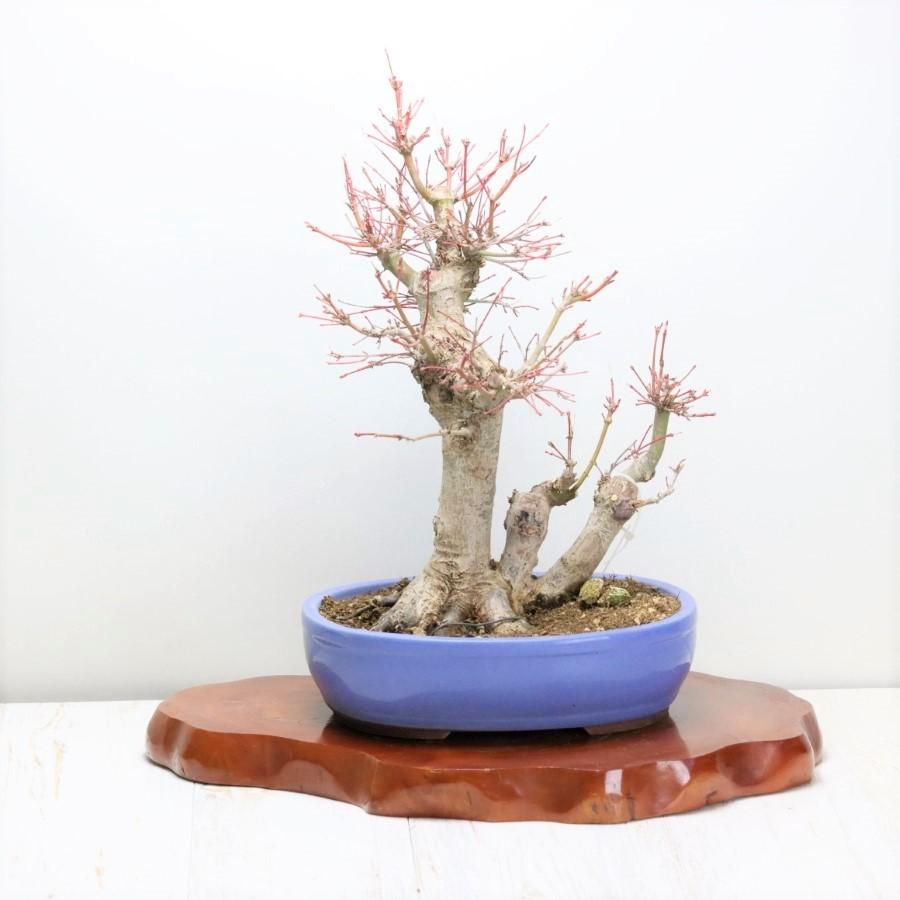 中古品 極上 山モミジ 中品盆栽 現品 送料無料 【2115018694】(13400円)