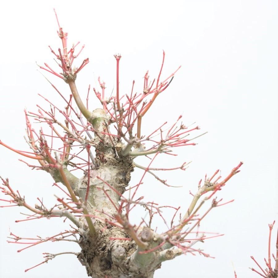 中古品 極上 山モミジ 中品盆栽 現品 送料無料 【2115018694】(13400円)