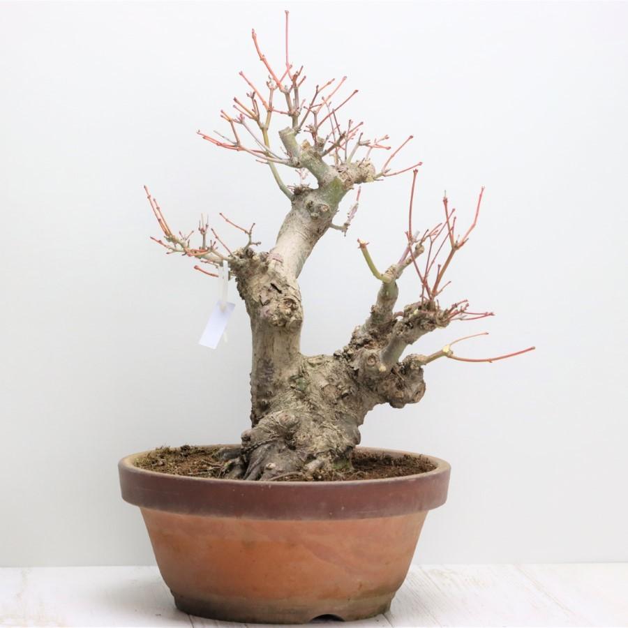 極上 山モミジ 中品盆栽 現品 送料無料(13400円)