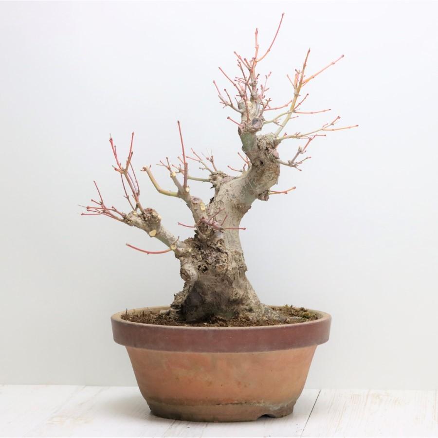 極上 山モミジ 中品盆栽 現品 送料無料 極上 山モミジ 中品盆栽 現品 ×