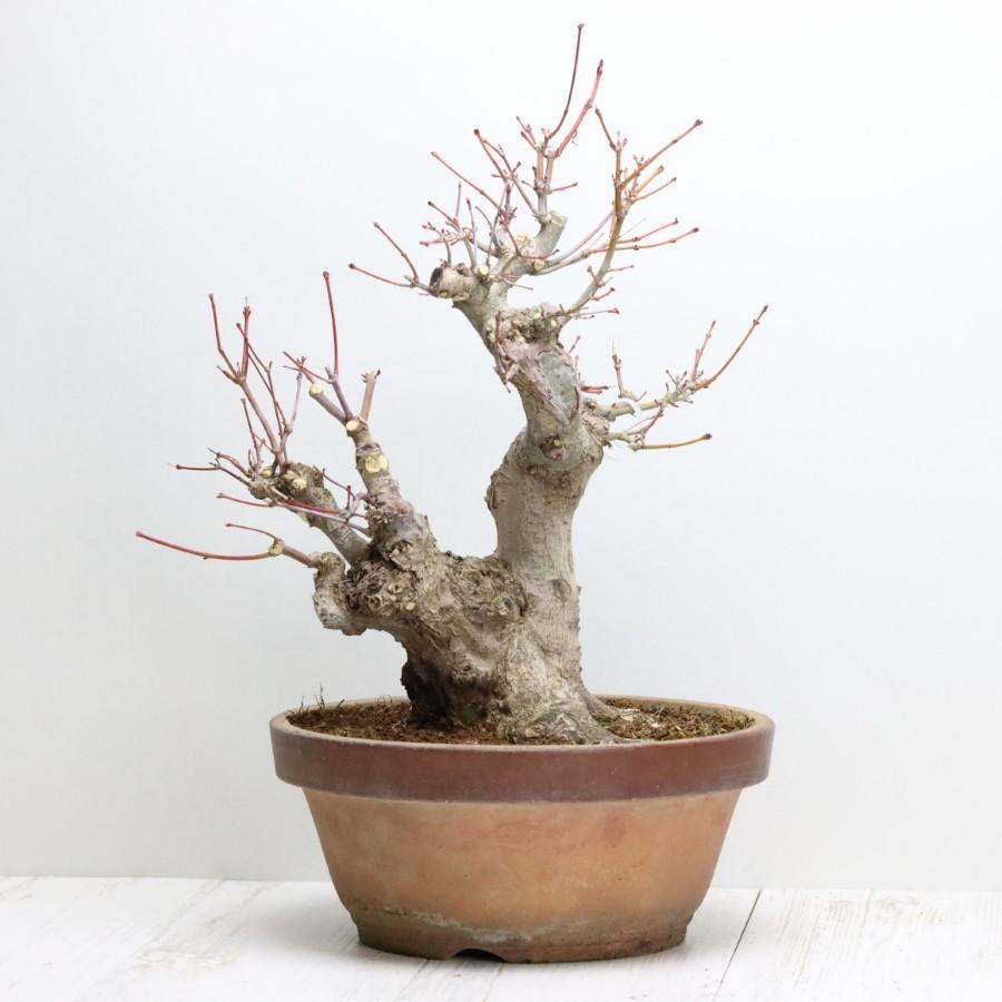 極上 山モミジ 中品盆栽 現品 送料無料 極上 山モミジ 中品盆栽 現品 ×