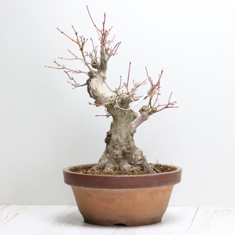 極上 山モミジ 中品盆栽 現品 送料無料 極上 山モミジ 中品盆栽 現品 ×