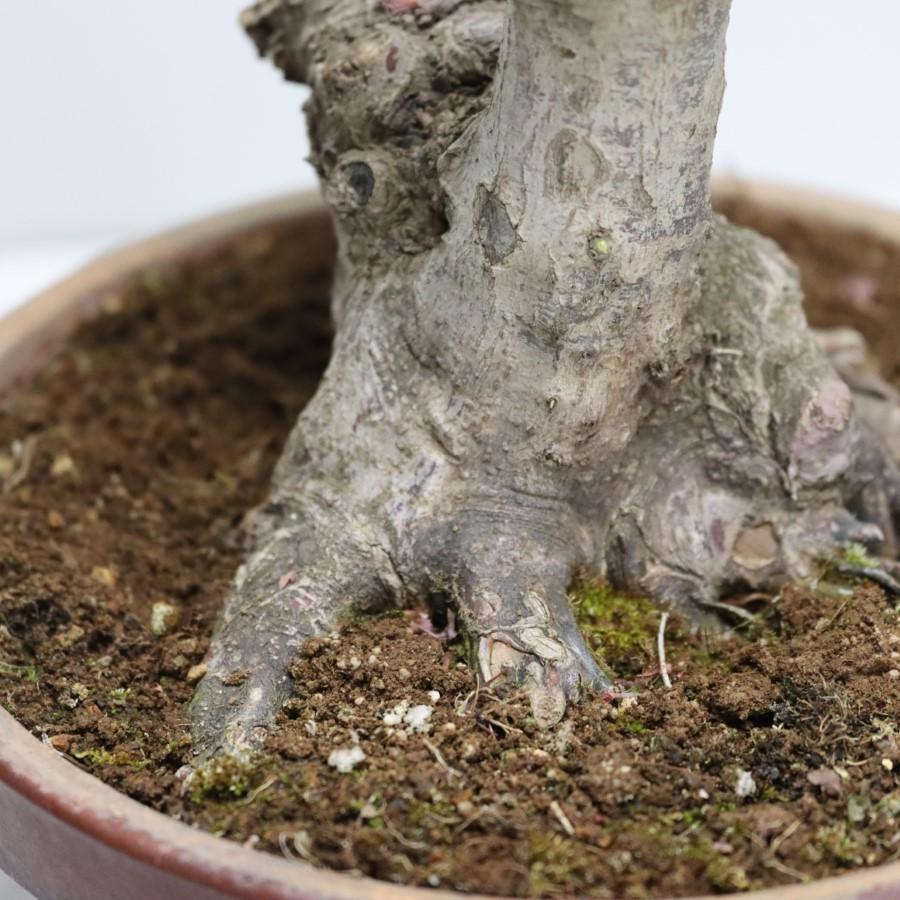 極上 山モミジ 中品盆栽 現品 送料無料 極上 山モミジ 中品盆栽 現品 ×