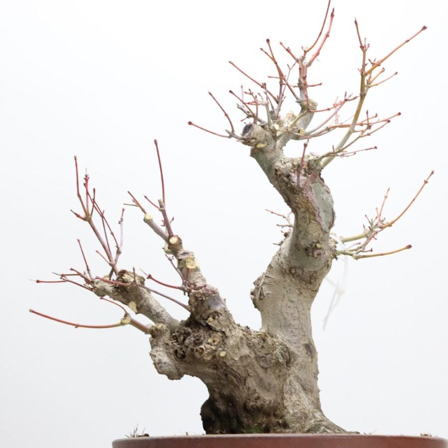 極上 山モミジ 中品盆栽 現品 送料無料 極上 山モミジ 中品盆栽 現品 ×