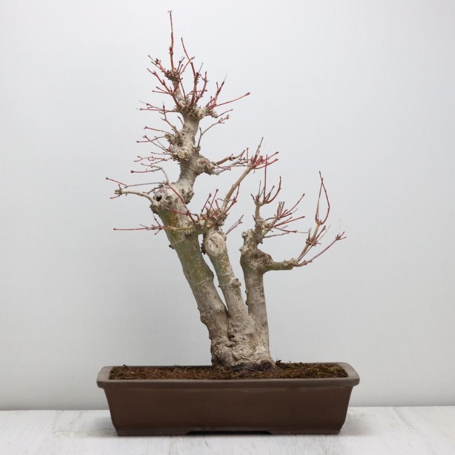 極上 山モミジ 中品盆栽 現品 送料無料 極上 山モミジ 中品盆栽 現品 ×