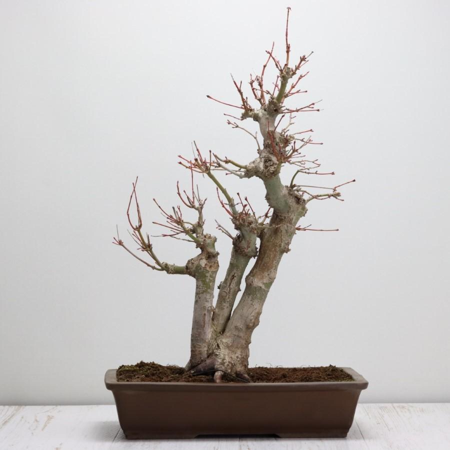 極上 山モミジ 中品盆栽 現品 送料無料 極上 山モミジ 中品盆栽 現品 ×