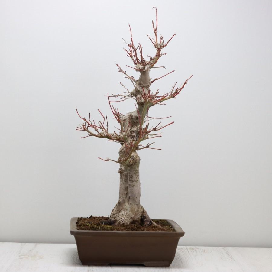 極上 山モミジ 中品盆栽 現品 送料無料 極上 山モミジ 中品盆栽 現品 ×