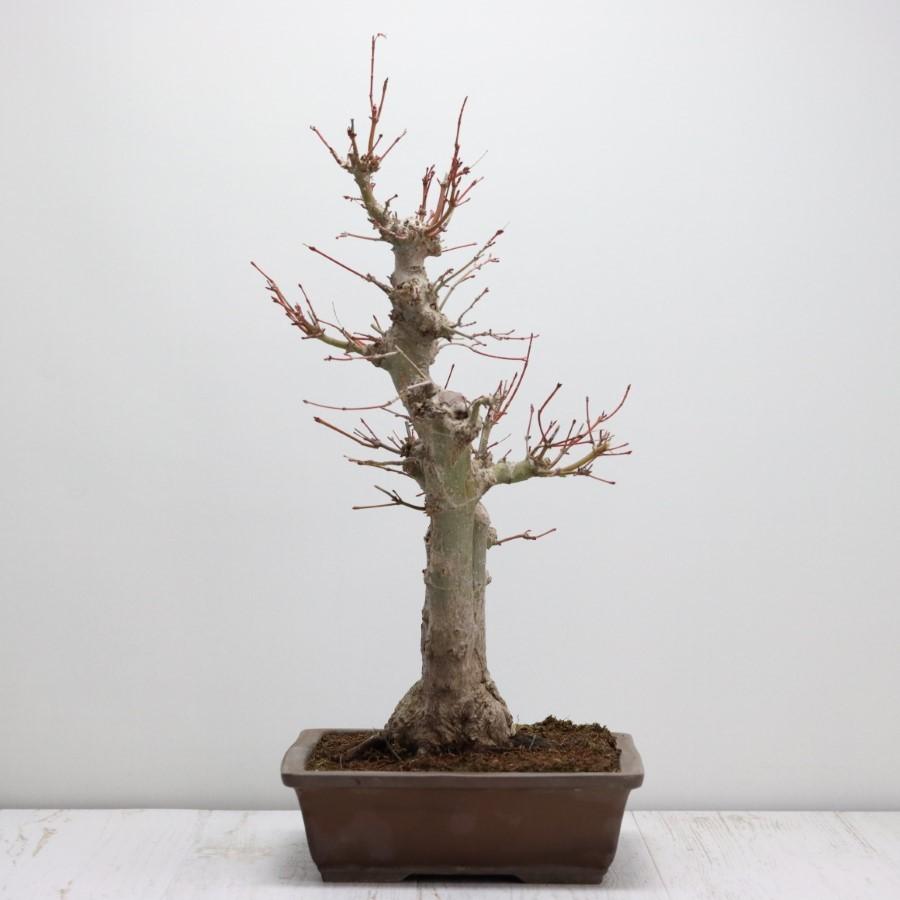 極上 山モミジ 中品盆栽 現品 送料無料 極上 山モミジ 中品盆栽 現品 ×