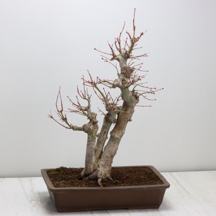 極上 山モミジ 中品盆栽 現品 送料無料 極上 山モミジ 中品盆栽 現品 ×