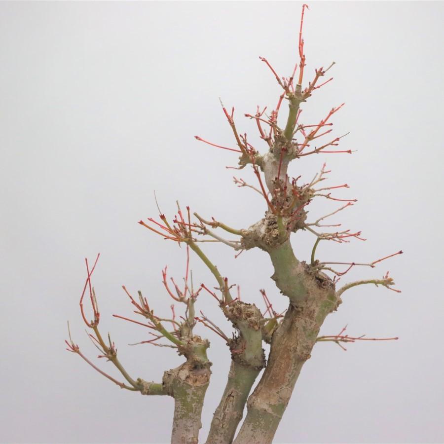 極上 山モミジ 中品盆栽 現品 送料無料 極上 山モミジ 中品盆栽 現品 ×