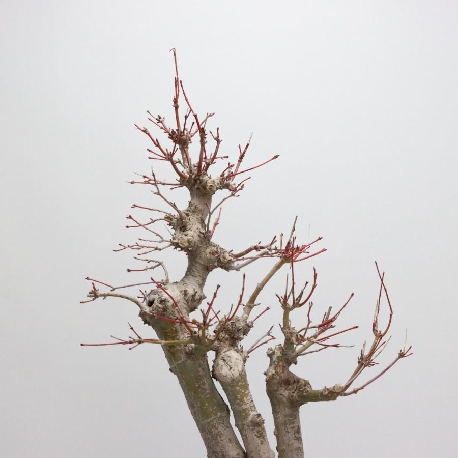 極上 山モミジ 中品盆栽 現品 送料無料 極上 山モミジ 中品盆栽 現品 ×