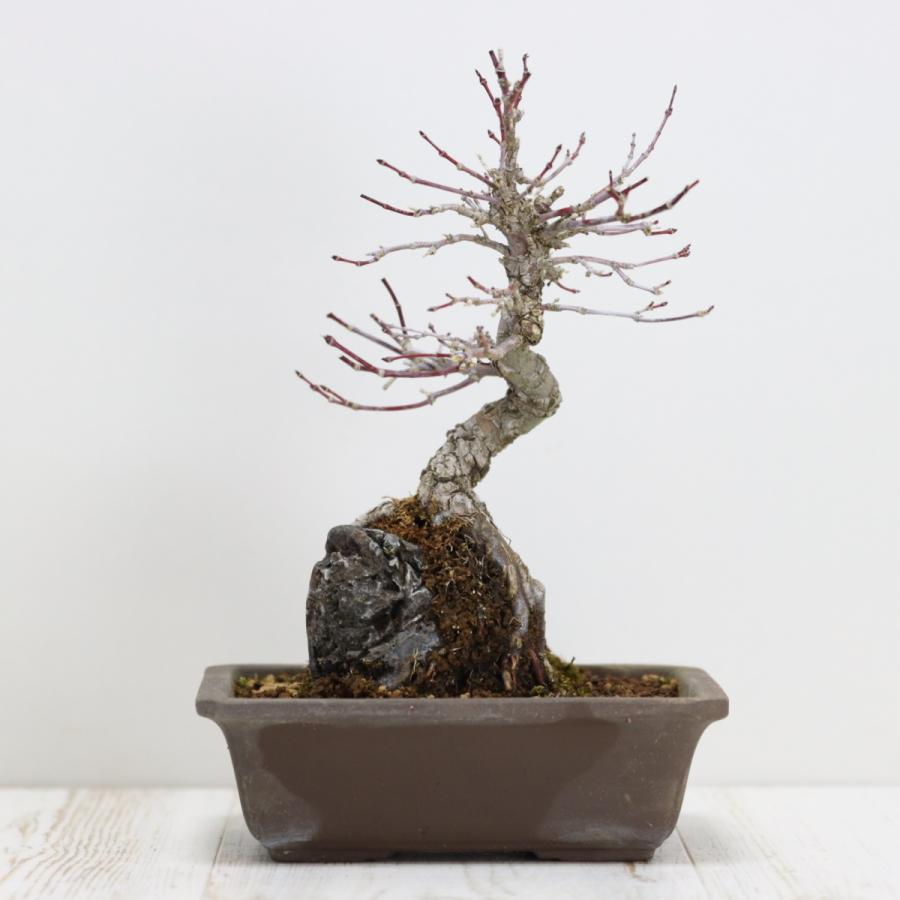 【ガチ盆栽】荒皮もみじ　小品盆栽　太幹 荒皮性モミジ 小品盆栽 貴風盆栽 荒皮紅葉 あらかわしょうもみじ