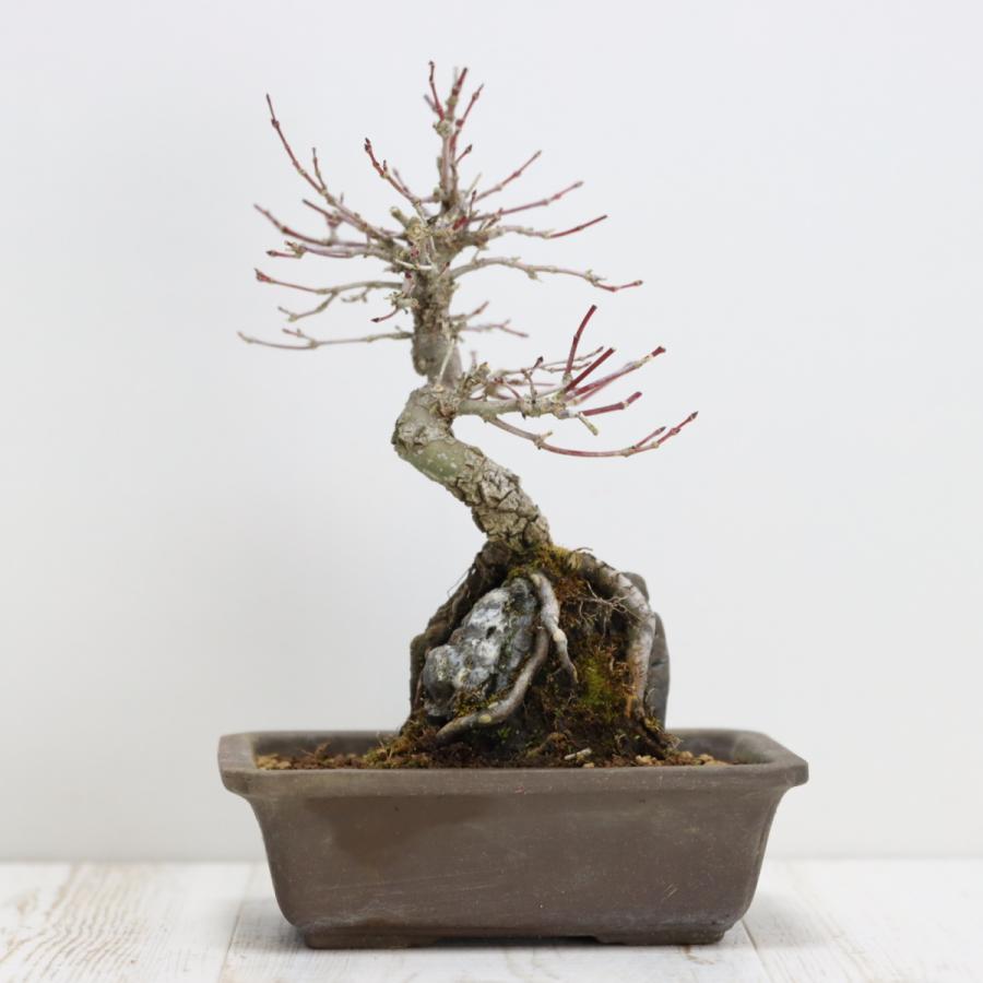 荒皮性モミジ 小品盆栽 貴風盆栽 荒皮紅葉 あらかわしょうもみじ
