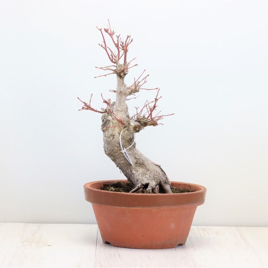 極上 山モミジ 中品盆栽 現品 送料無料