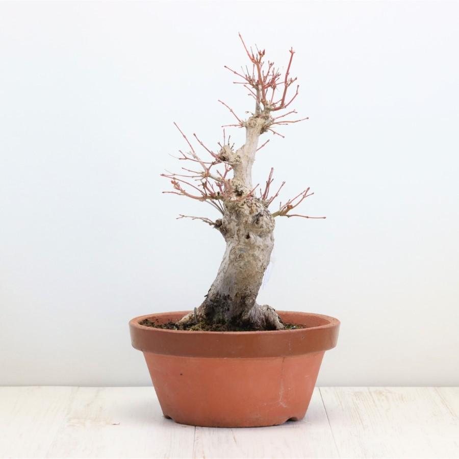 極上 山モミジ 中品盆栽 現品 送料無料 極上 山モミジ 中品盆栽 現品 ×