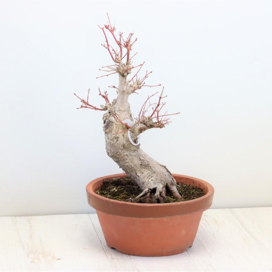 極上 山モミジ 中品盆栽 現品 送料無料 極上 山モミジ 中品盆栽 現品 ×