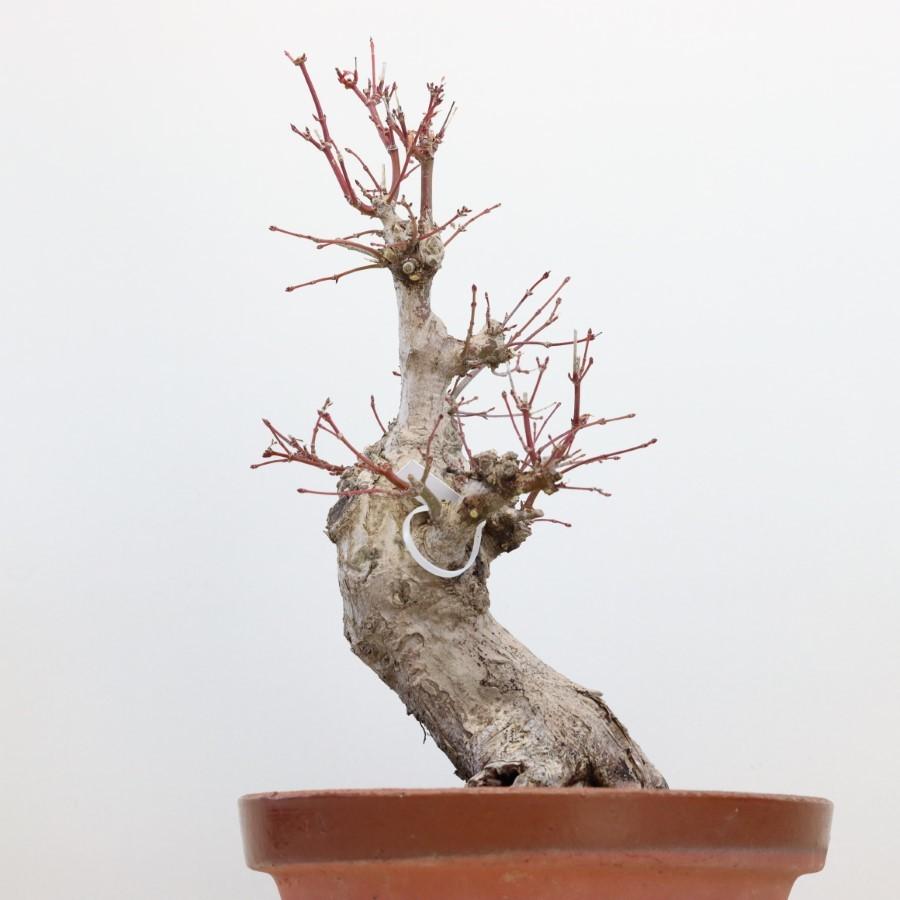 極上 山モミジ 中品盆栽 現品 送料無料 極上 山モミジ 中品盆栽 現品 ×