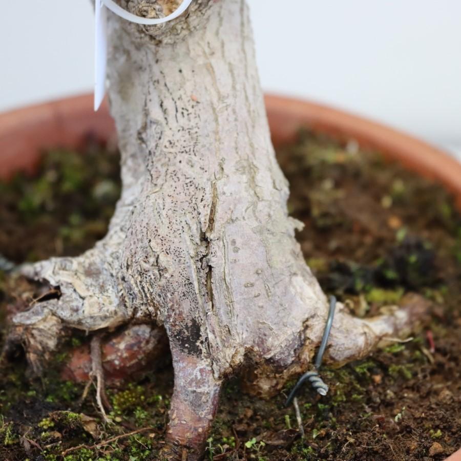 極上 山モミジ 中品盆栽 現品 送料無料 極上 山モミジ 中品盆栽 現品 ×