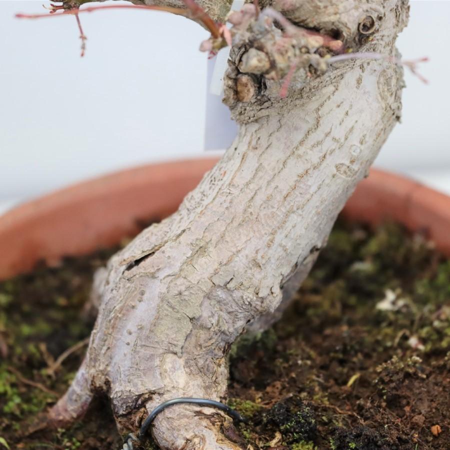 極上 山モミジ 中品盆栽 現品 送料無料 極上 山モミジ 中品盆栽 現品 ×