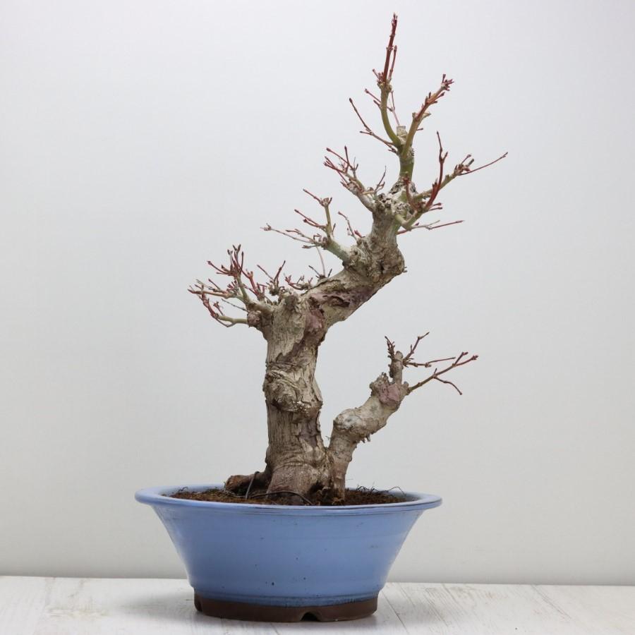 極上 山モミジ 中品盆栽 現品 送料無料 極上 山モミジ 中品盆栽 現品 ×