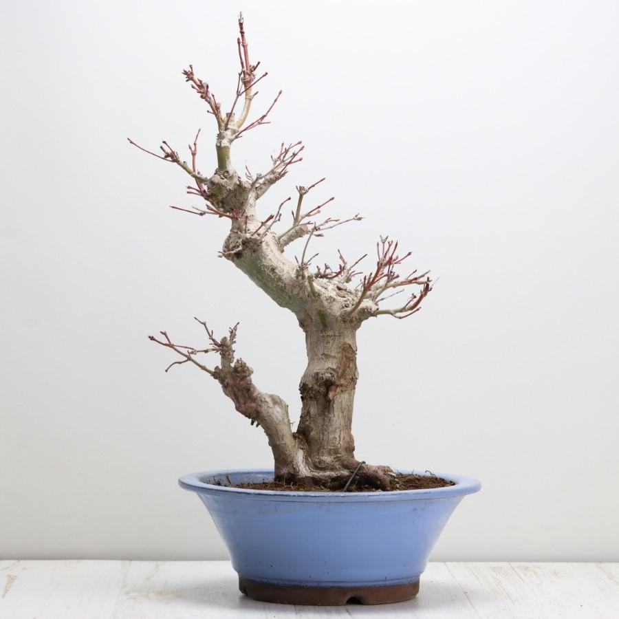 極上 山モミジ 中品盆栽 現品 送料無料 極上 山モミジ 中品盆栽 現品 ×