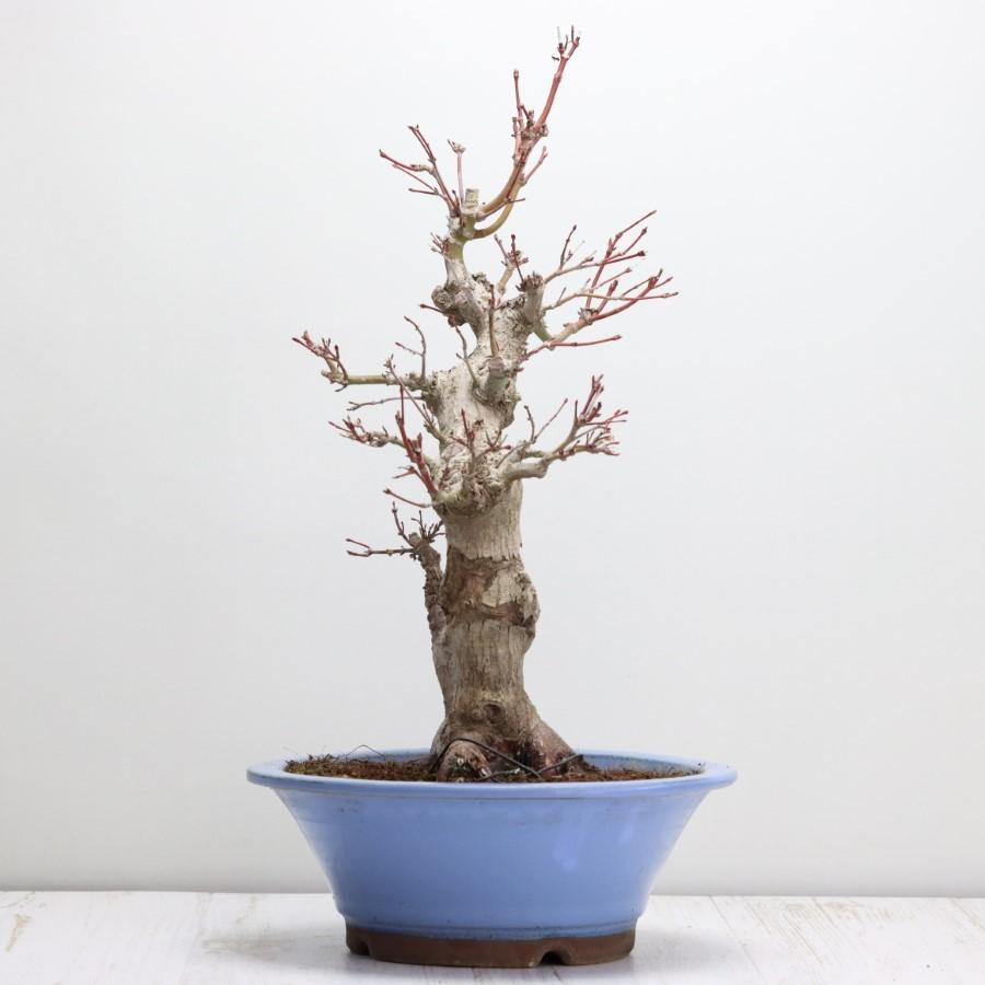 極上 山モミジ 中品盆栽 現品 送料無料 極上 山モミジ 中品盆栽 現品 ×