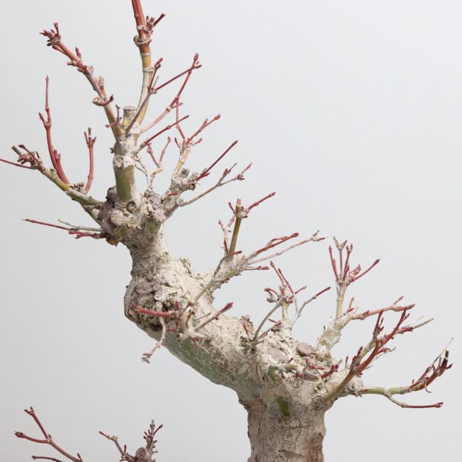 極上 山モミジ 中品盆栽 現品 送料無料 極上 山モミジ 中品盆栽 現品 ×