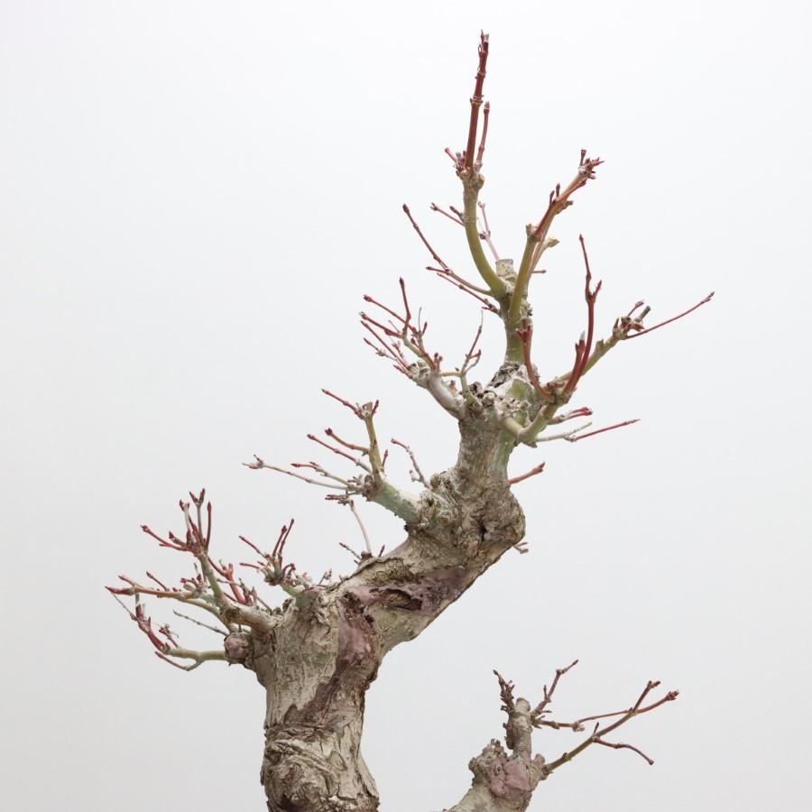 極上 山モミジ 中品盆栽 現品 送料無料 極上 山モミジ 中品盆栽 現品 ×