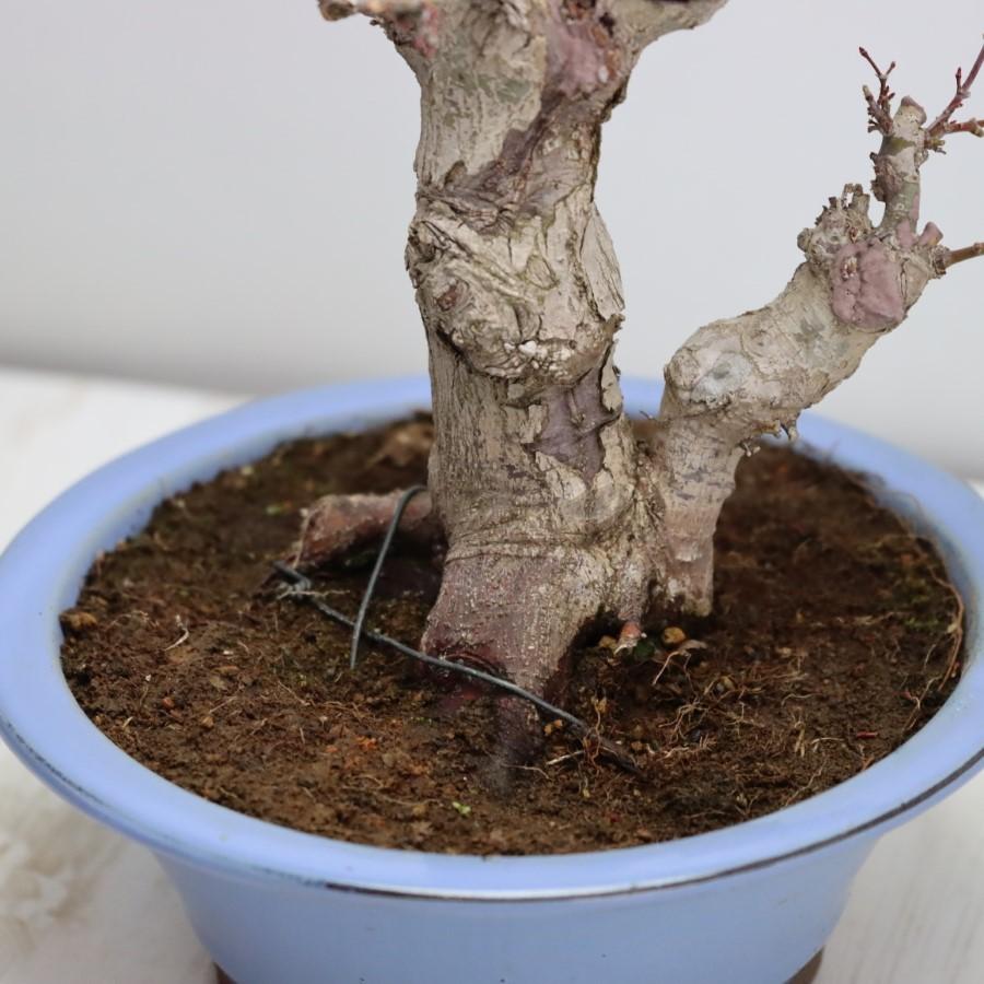 極上 山モミジ 中品盆栽 現品 送料無料 極上 山モミジ 中品盆栽 現品 ×