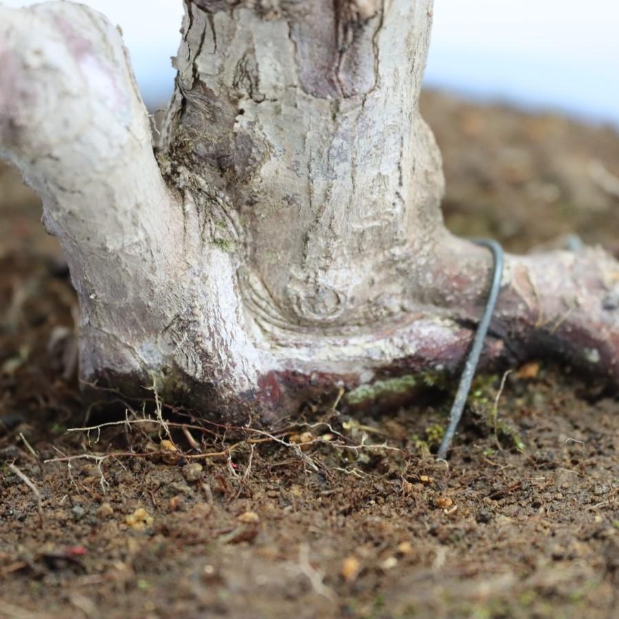 極上 山モミジ 中品盆栽 現品 送料無料 極上 山モミジ 中品盆栽 現品 ×