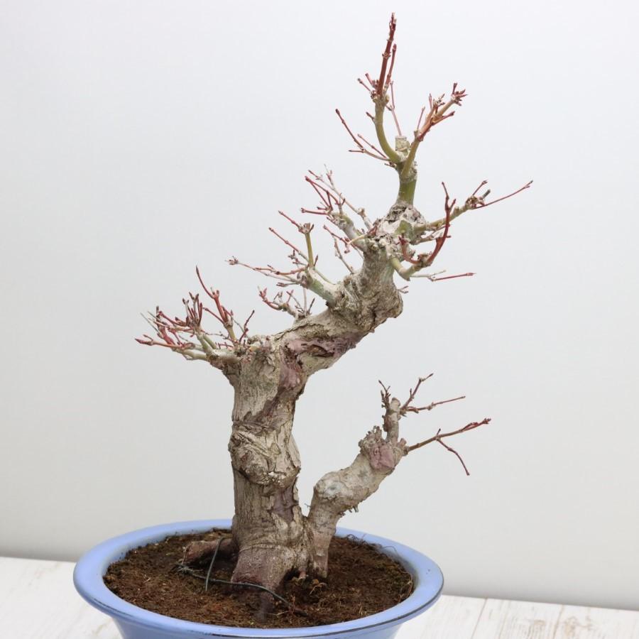 極上 山モミジ 中品盆栽 現品 送料無料 極上 山モミジ 中品盆栽 現品 ×