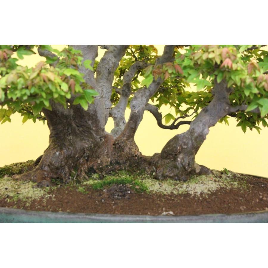 カエデ 株立ち : 盆栽ショップ わびさび Yahoo!店 - 通販 - Yahoo